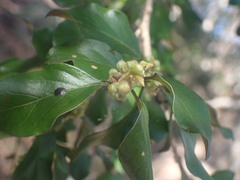 Petalostigma pubescens