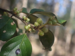 Petalostigma pubescens