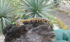 Scolopendra viridis maya