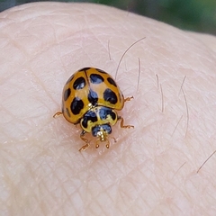 Harmonia conformis