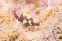 Colpodaspis thompsoni