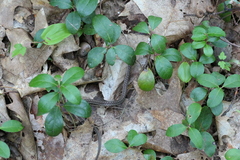 Thamnophis sirtalis pallidulus