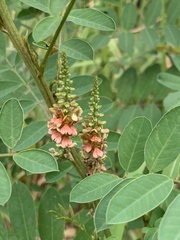 Indigofera suffruticosa