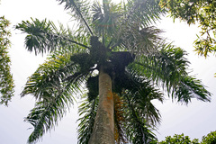 Roystonea borinquena