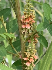 Indigofera suffruticosa