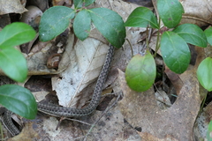 Thamnophis sirtalis pallidulus