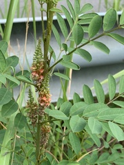 Indigofera suffruticosa