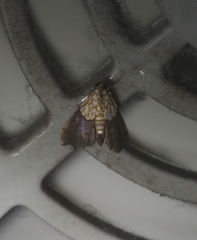 Agrotera basinotata