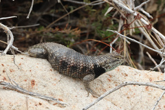 Sceloporus magister