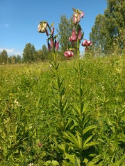 Lilium martagon pilosiusculum