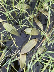 Potamogeton cheesemanii