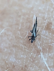 Phlaeothripidae