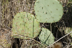 Opuntia gilvescens