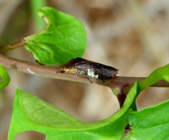 Homalodisca ichthyocephala