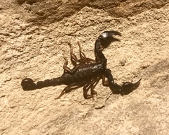 Euscorpius