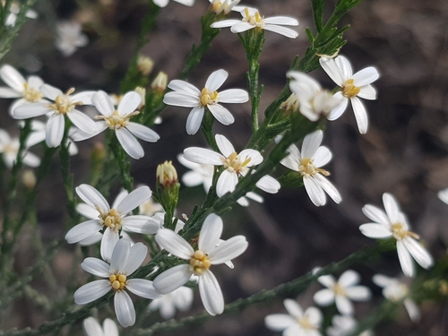 Image of Olearia teretifolia by (c) Lek Khauv, some rights reserved (CC BY)