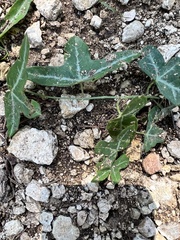 Passiflora tenuiloba