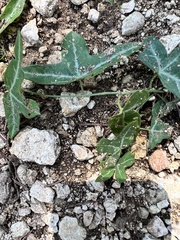 Passiflora tenuiloba