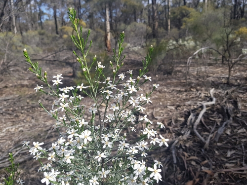 Image of Olearia teretifolia by (c) Lek Khauv, some rights reserved (CC BY)