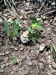 Passiflora tenuiloba