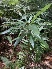 Litsea acuminata