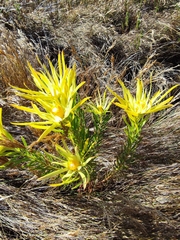 Leucadendron xanthoconus