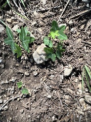 Passiflora tenuiloba