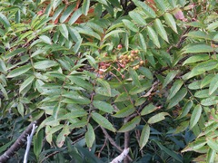 Sorbus matsumurana