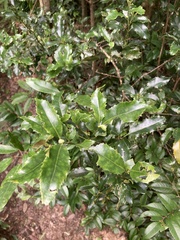 Helicia cochinchinensis