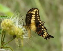 Heraclides pallas bajaensis