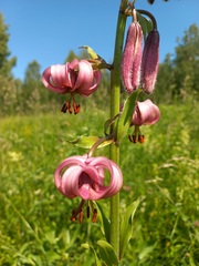 Lilium martagon pilosiusculum