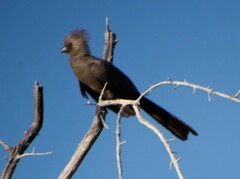 Corythaixoides concolor pallidiceps