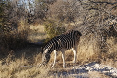 Equus quagga burchellii