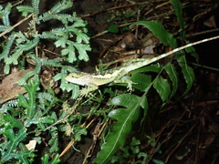 Diploderma polygonatum xanthostomum