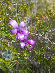 Elythranthera brunonis