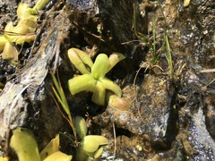 Pinguicula macroceras