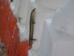 Marisora lineola