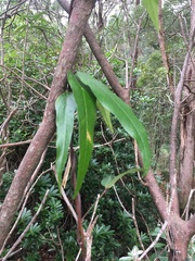 Parsonsia brownii