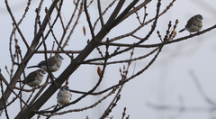 Stizoptera bichenovii