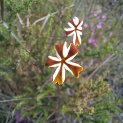 Jamesbrittenia albomarginata