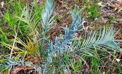 Macrozamia riedlei