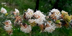 Grevillea crithmifolia