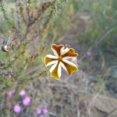 Jamesbrittenia albomarginata