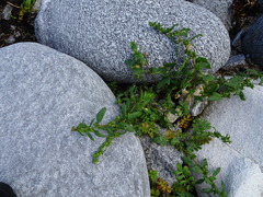 Atriplex gmelinii