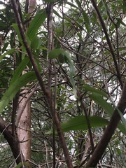 Parsonsia brownii