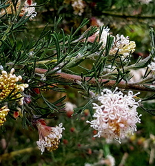 Grevillea crithmifolia