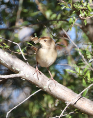 Cincloramphus timoriensis