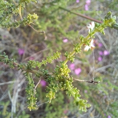 Jamesbrittenia albomarginata