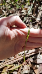 Calochilus paludosus
