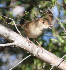 Cincloramphus timoriensis